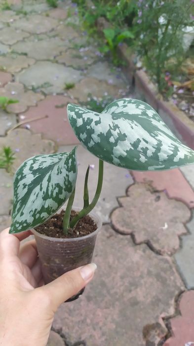 Епіпремнум Глобал Грін, марбл планет