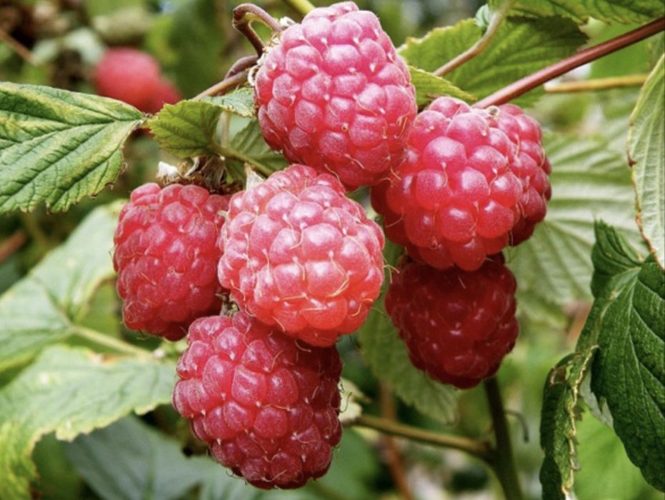 Sadzonki maliny letniej bezkolcowej Glen i jesiennej pokusaApple