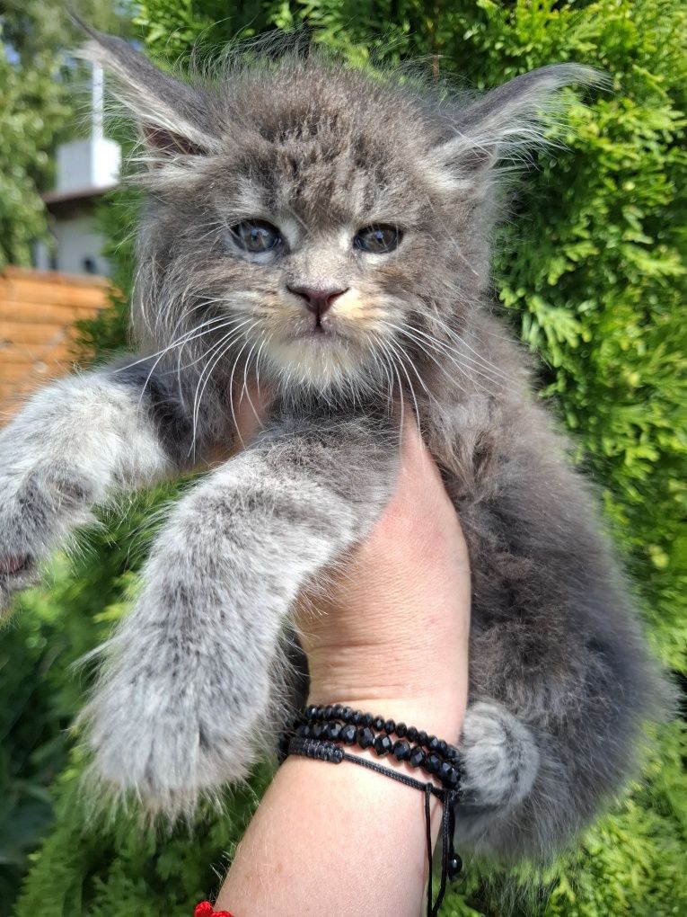 Maine Coon niebieska srebrzysta koteczka