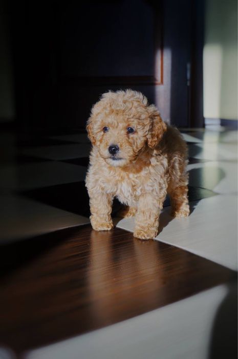 Цуценята Мальтіпу з бебі-фейс