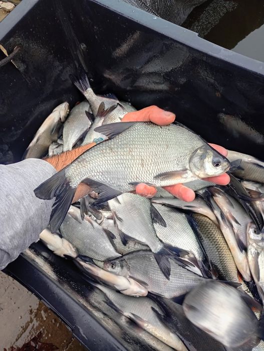 Leszcz 20-25cm Karaś pospolita