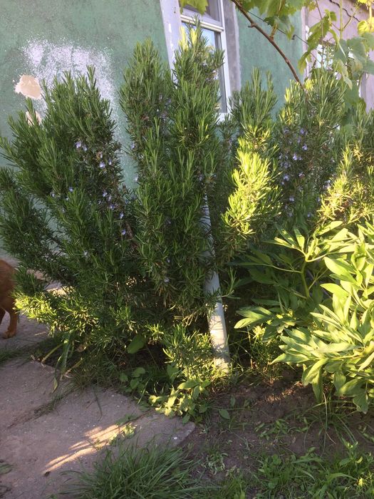 Саджанці розмарину, Саженцы розмарина