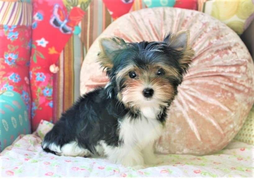 York terrier Biewer wyjatkowy piesek do odbioru