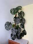 Sprzedam Monstera Deliciosa