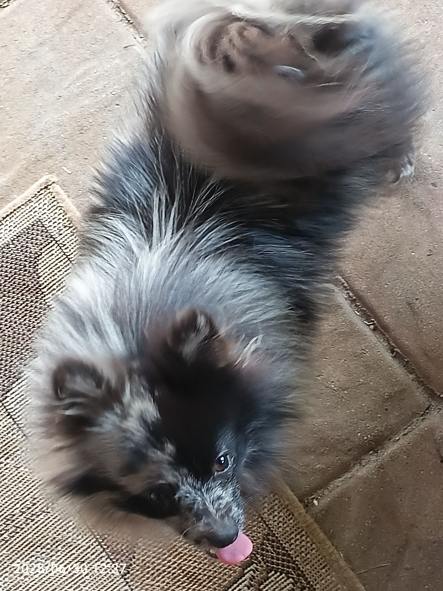 Szpic Mały - dziewczynka Blue Merle