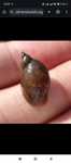 Pseudosuccinea columella - caracol de pintas douradas