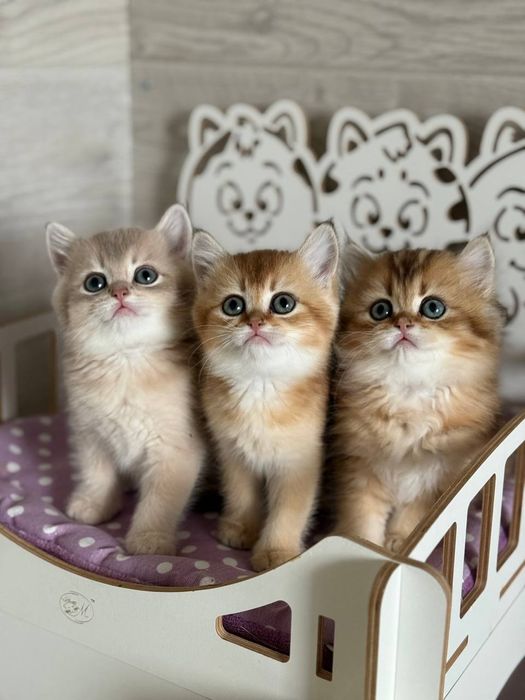 Британские котята золотая шиншилла