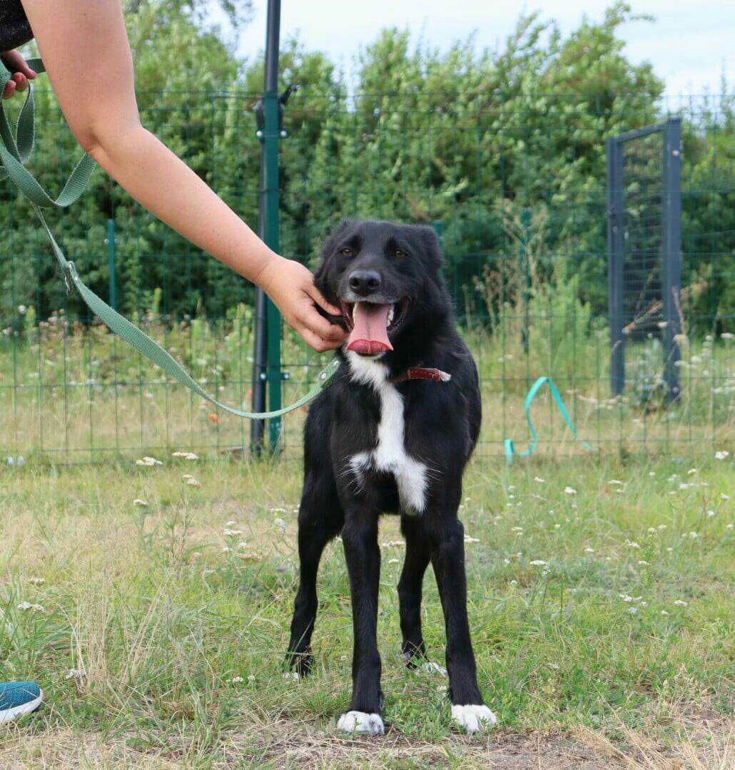 młodziutki, śliczny piesek do adopcji