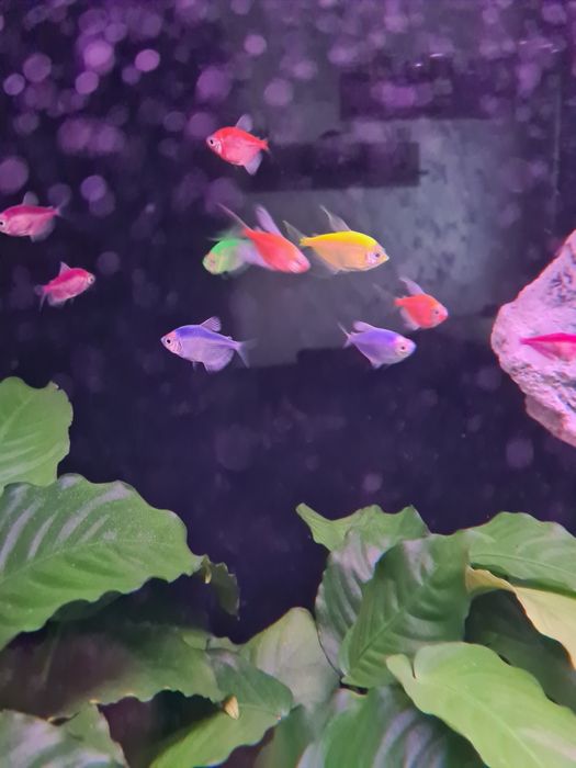 Tetra żałobniczki  mix kolorów śliczne rybki do akwarium