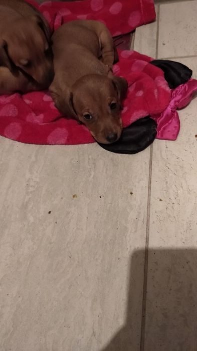 Цуценята такса 1,5 місяці