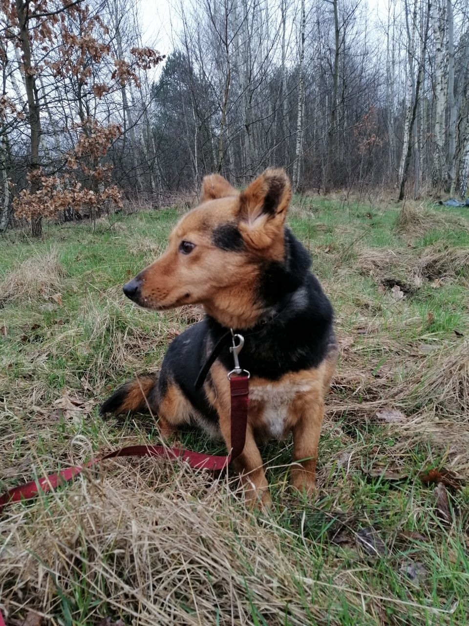 USIA młoda mała suczka poleca się do adopcji