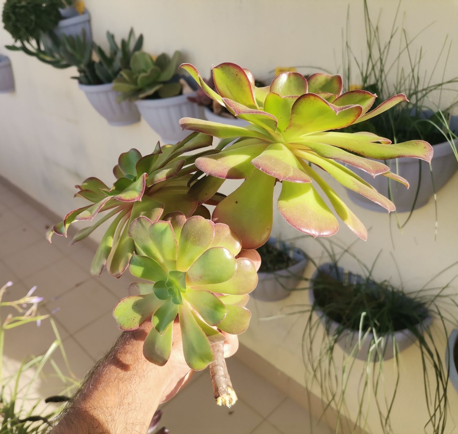 Aeonium Velour, 2 ramos sem raiz, 25-30cms