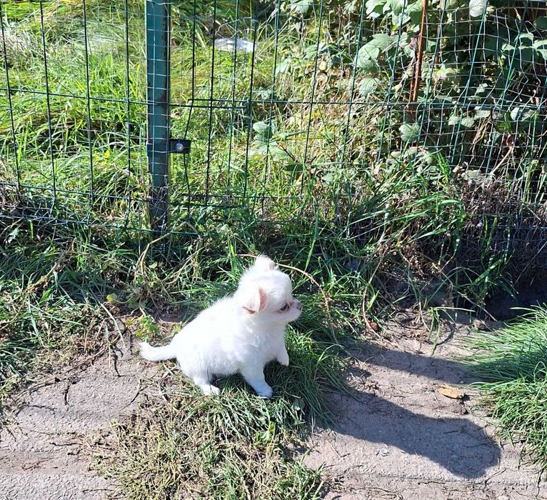 Chihuahua rodowodowe ZKWP FCI szczenię