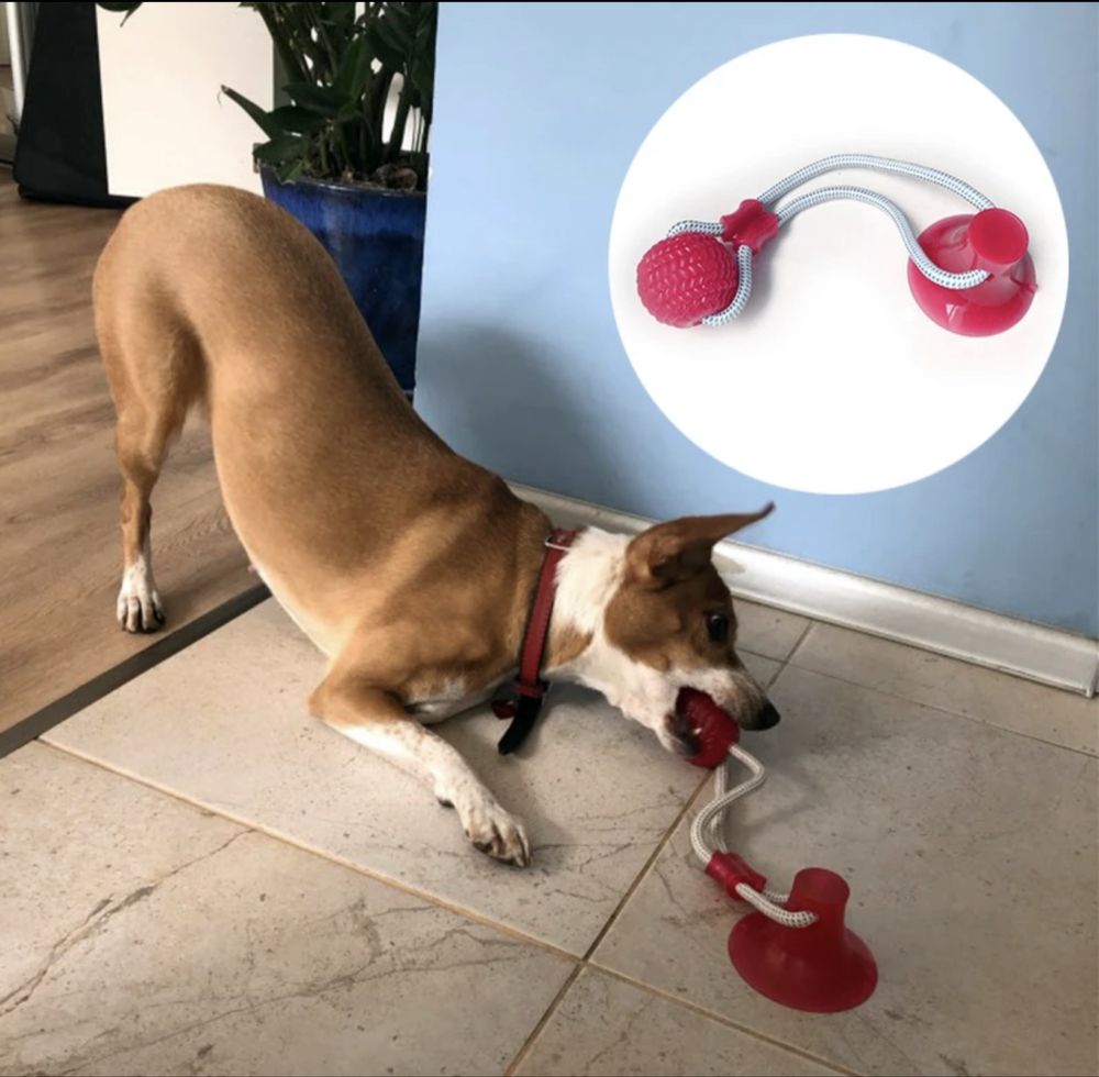 Brinquedo novo para animal