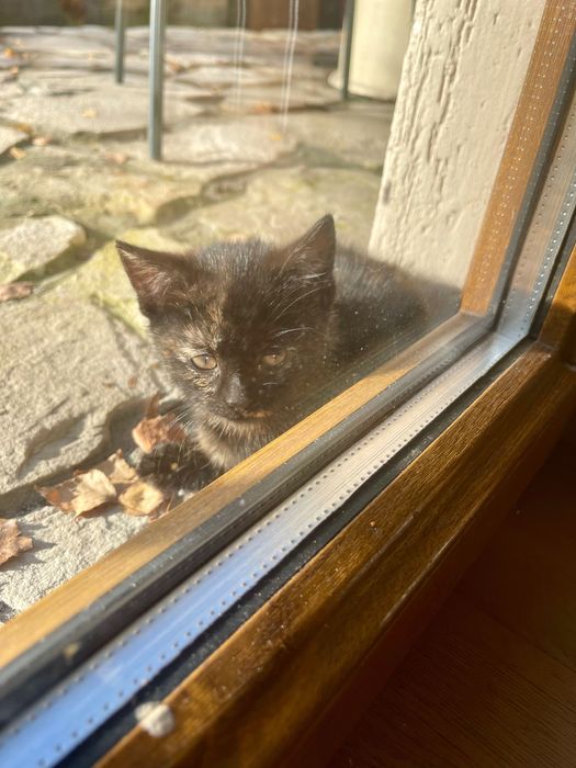 Kotek za darmo do oddania w dobre ręce