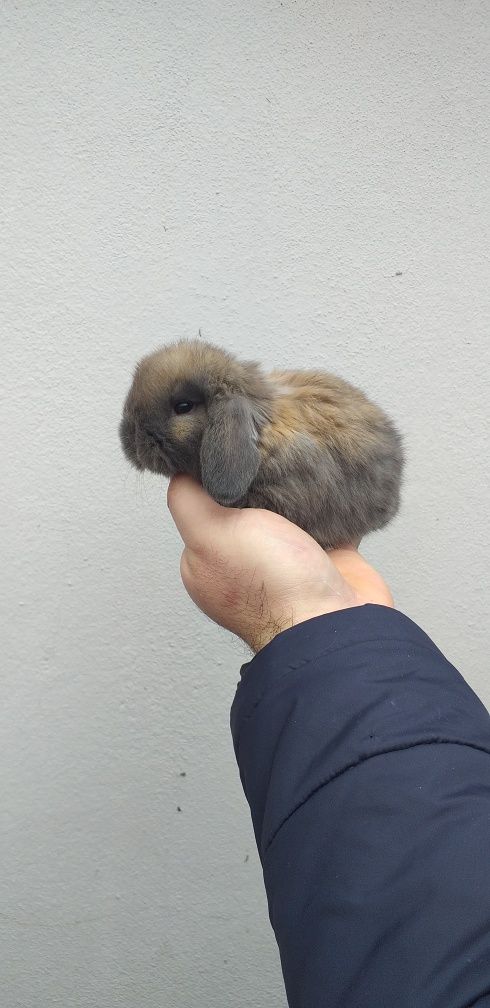 Kit Coelhinhos anões mini lop belier puros