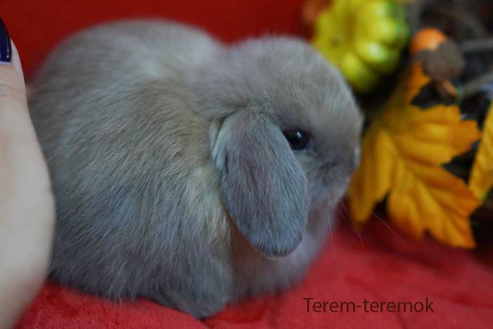 Карликове кроленя в рідкісному забарвленні!