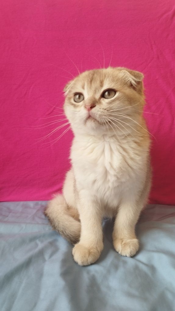 Очень нежный шотландский котик