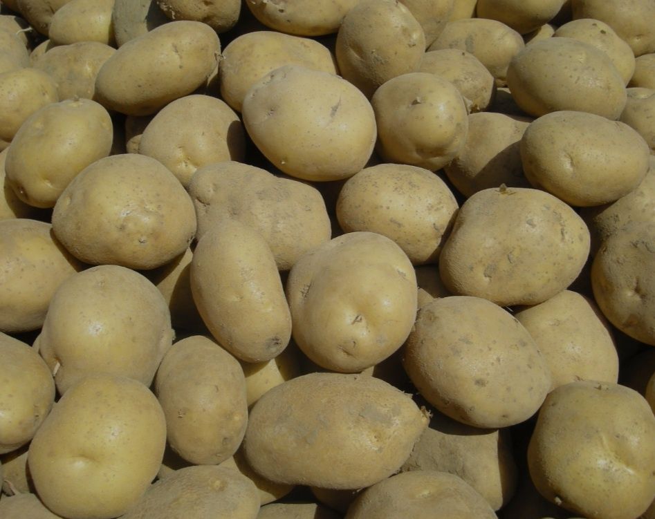 Ziemniaki 1.60 PLN kg