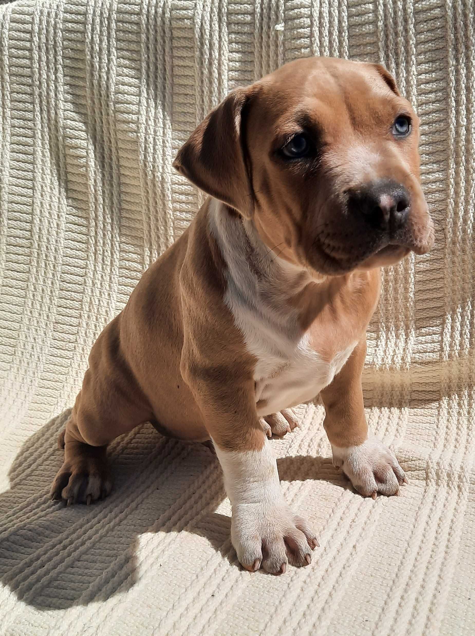 Piesek Amstaff American Staffordshire Terrier