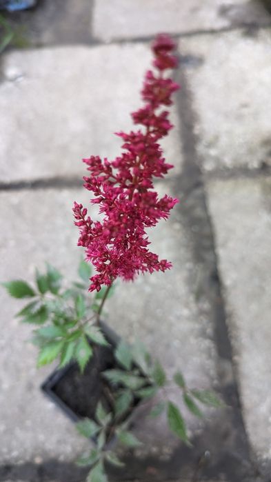 Астильба набір з 6 різних астильб