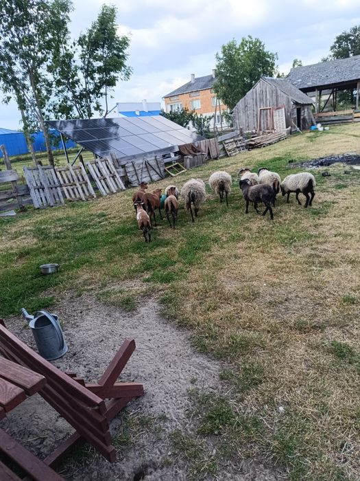 owca  kameruńska wrzosówka dorosła