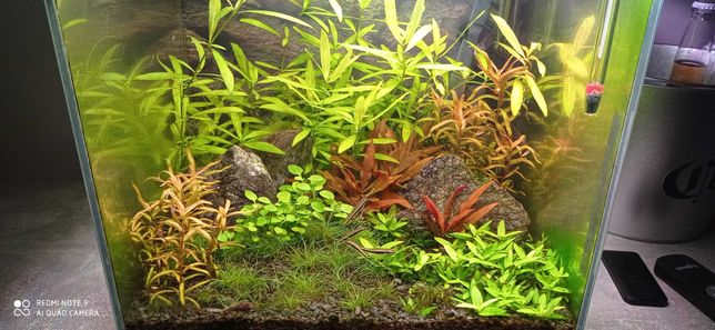 rośliny akwariowe - zestaw
