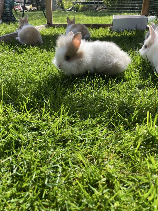 Śliczne Króliki   Miniaturki Teddy