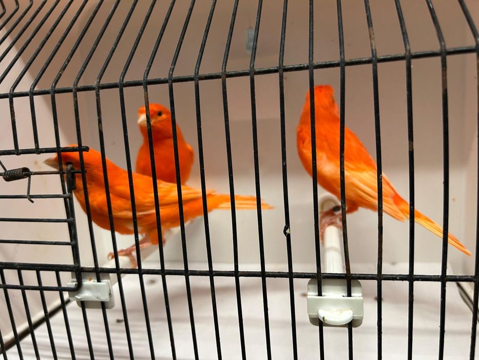 Canários vermelhos