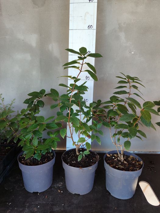 Волотиста гортензія Сандей Фрейс