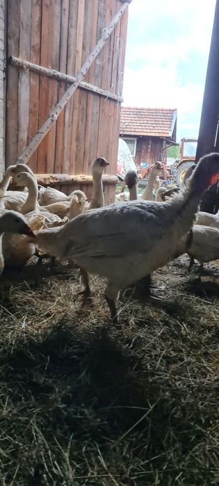 Indyki duże ekologiczne