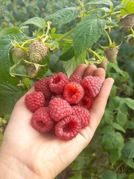 Саджанці малини ,саженцы малины різних сортів!