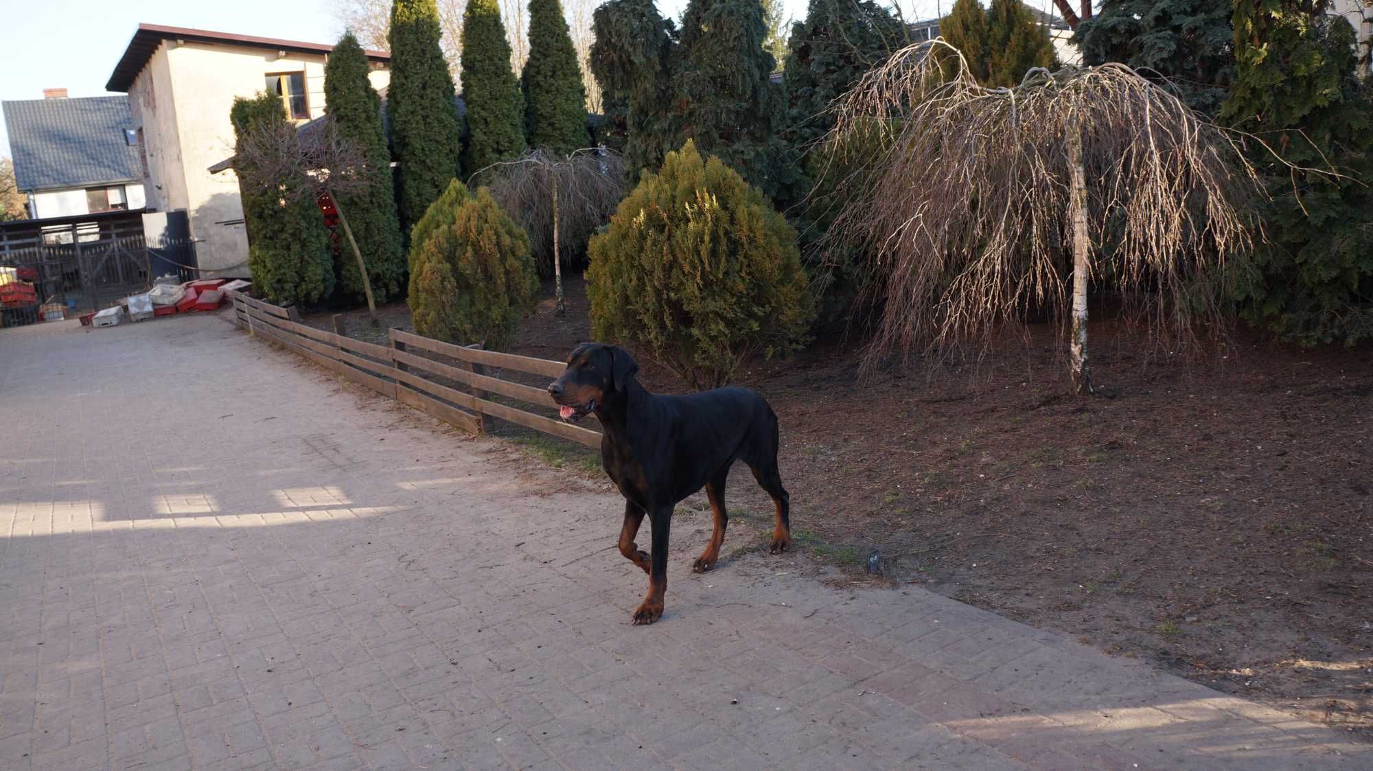 szczeniak doberman