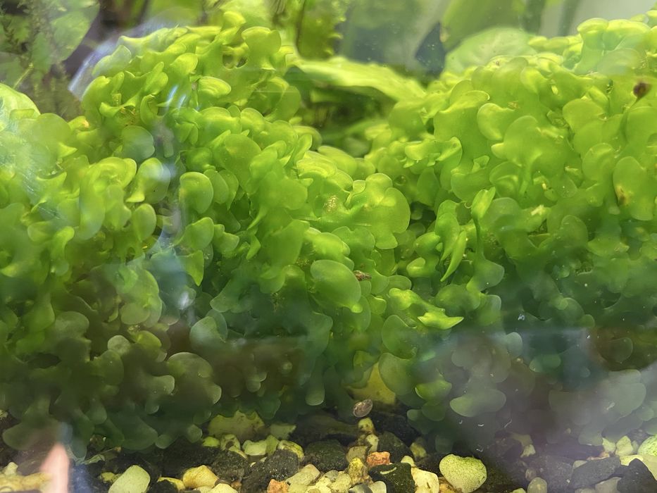 Kryptokoryna, zwartka, cryptocoryne, roślina roślinka akwariowa