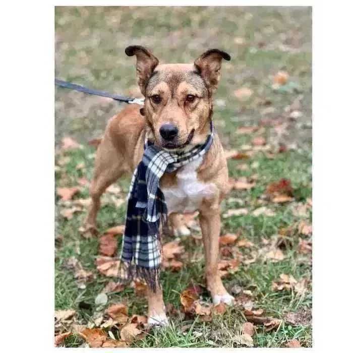 Ищет дом активный дружелюбный пес