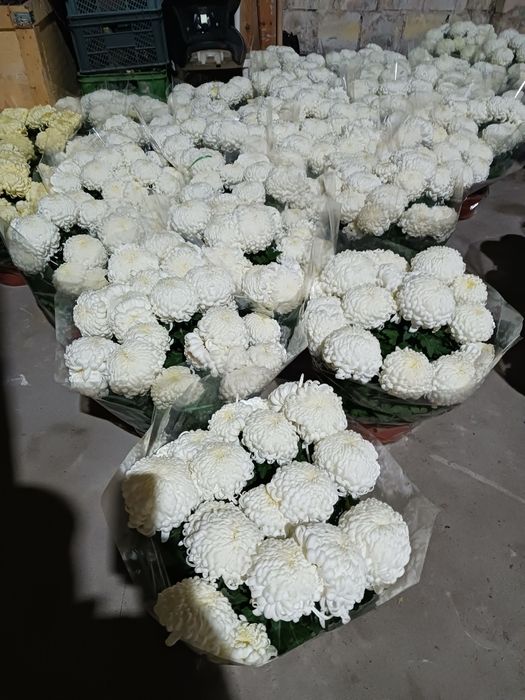 Chryzantemy Comodo Białe