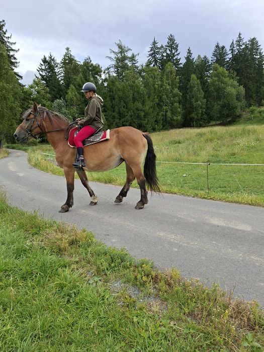Sprzedam klacz zimnokrwistą