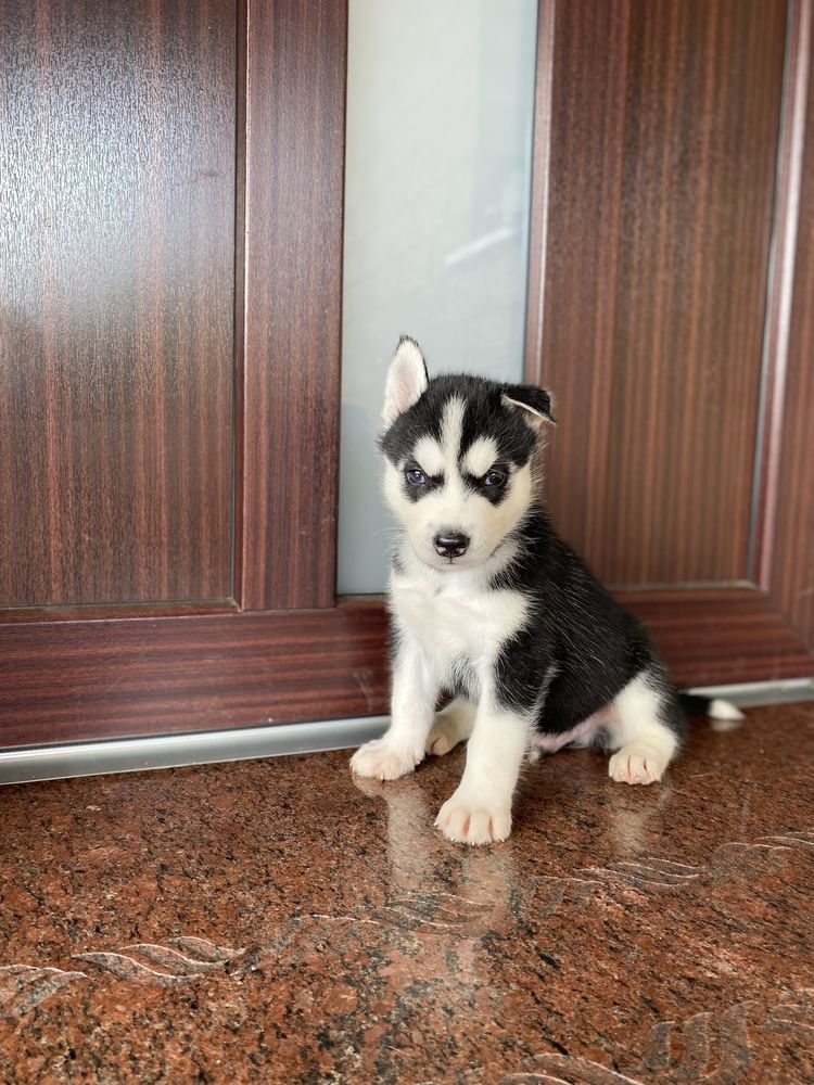 Husky Syberyjski