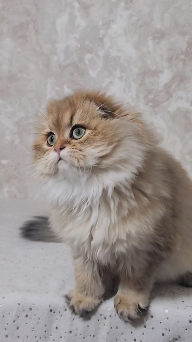Шотландська дівчинка золота шиншила