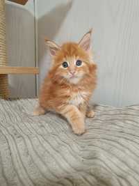 Kocur Maine Coon