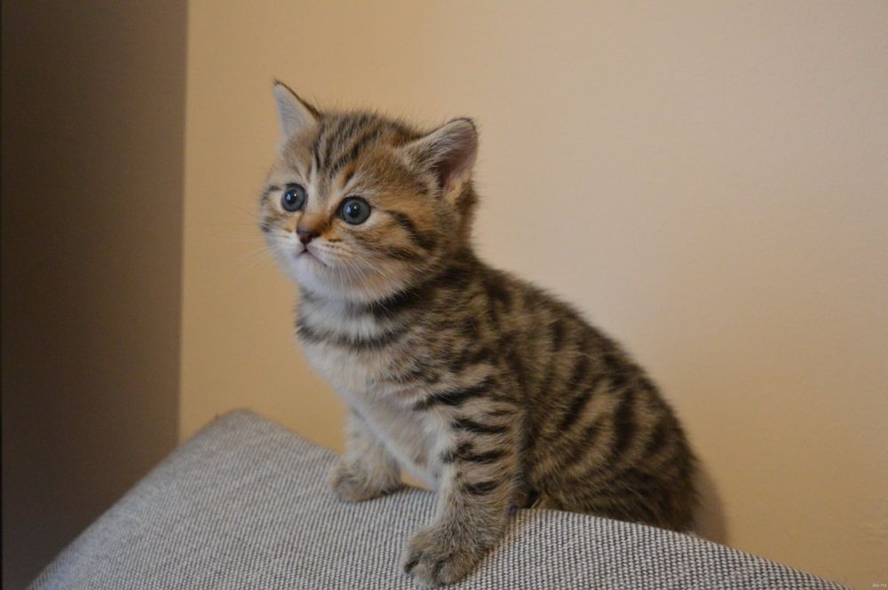 Плюшевый мальчишка