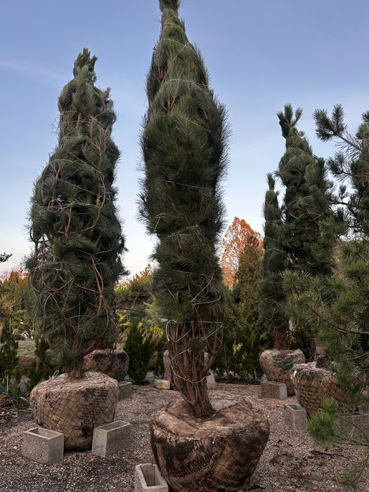 Сосна крымская, обыкновенная