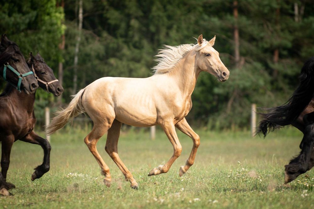 Klacz, ZŁOTA, palomino, klaczka PRE, andaluzyjska, andaluzyjski, ANCCE