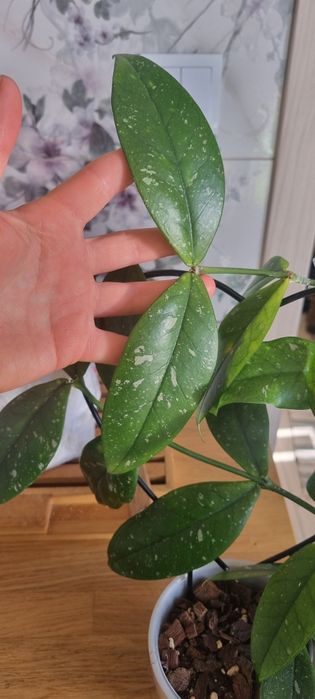 Hoya Lobbi Cream - cięta