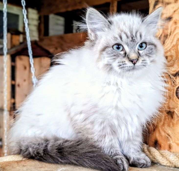 Słodziaki Neva Masquerade FPL