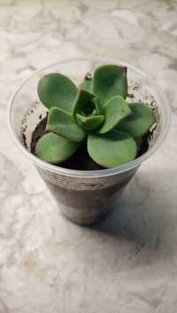 Suculenta - Aeonium haworthii
