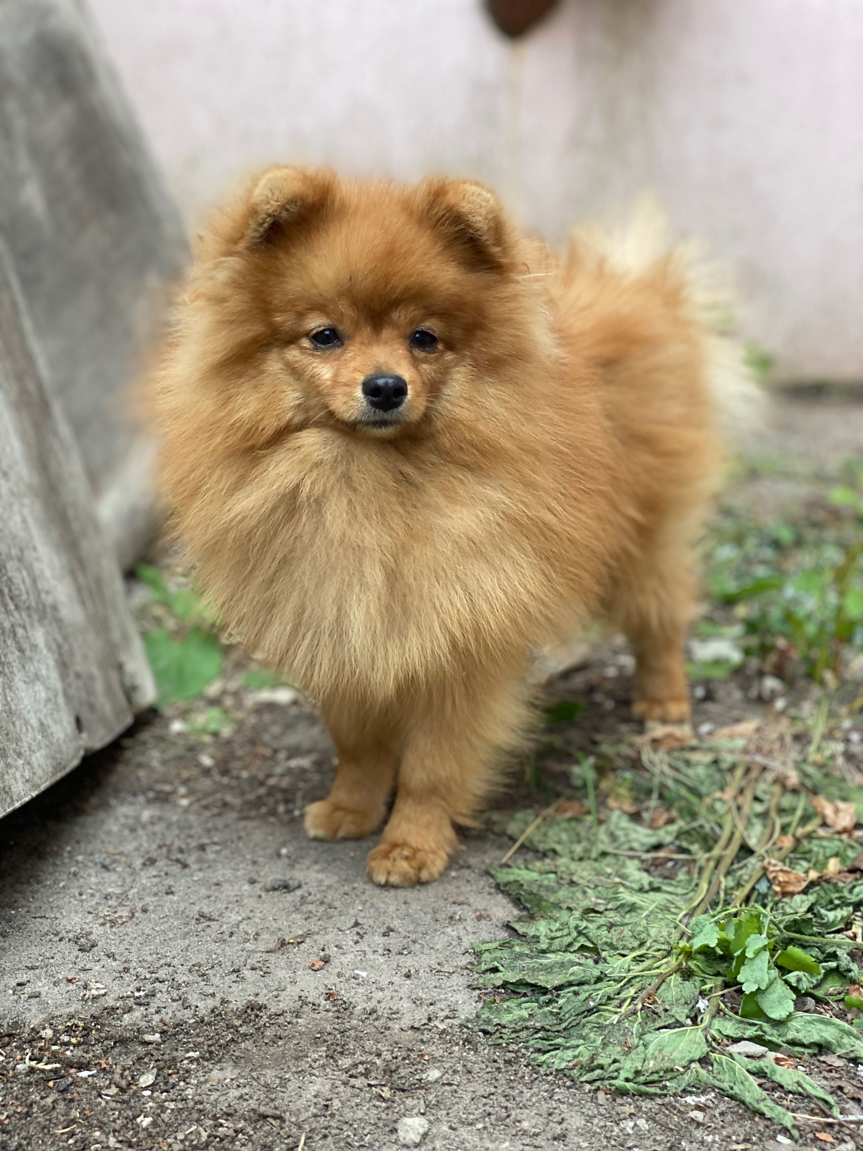 Померанский шпиц мальчик 9 месяцев/spits pomeranian male FCI-КСУ