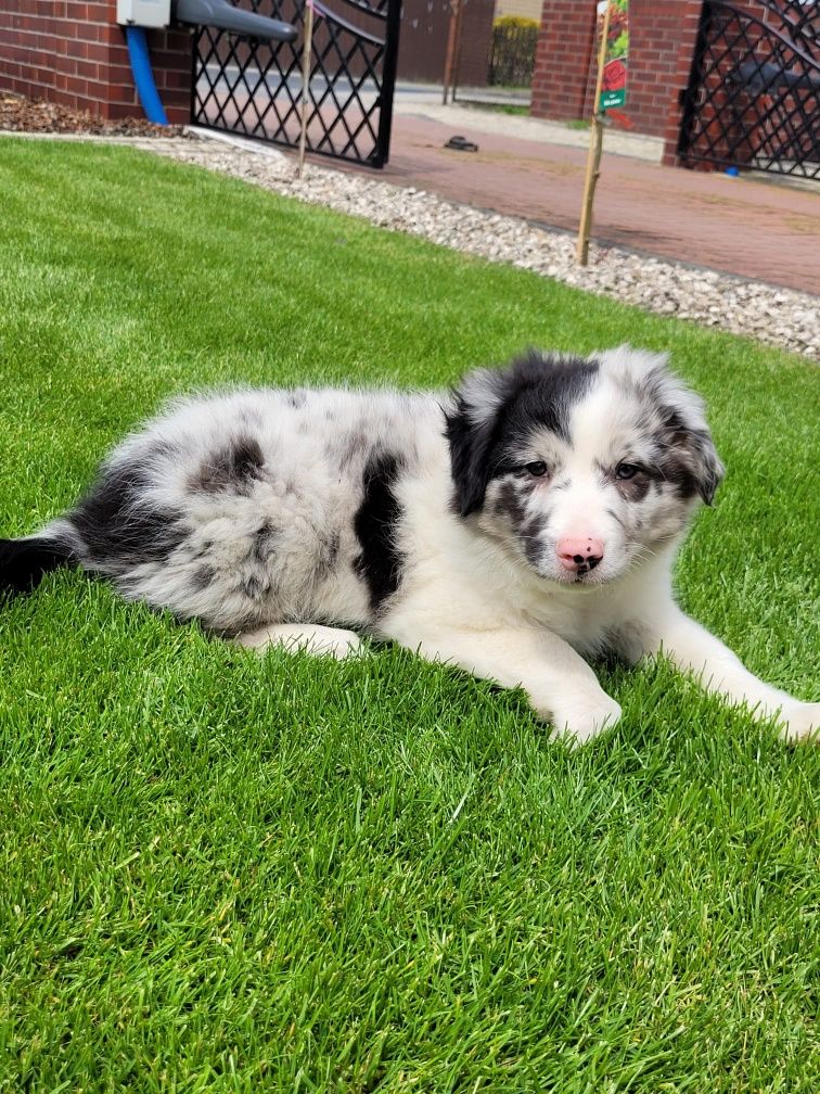Śliczny piesek Border Collie