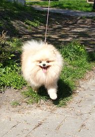 Szpicy miniaturowy Pomeranian Reproduktor