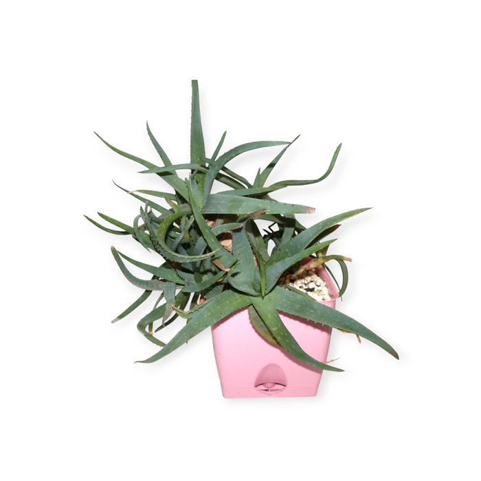 Алое вера у вазоні